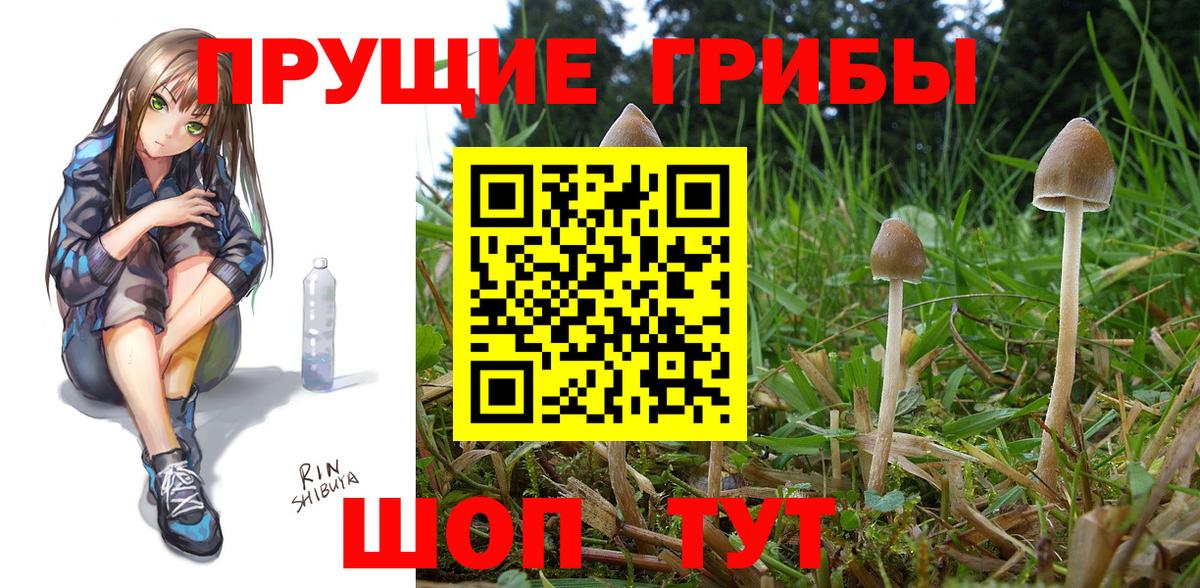 Мончегорск  Псилоцибиновые грибы Psilocybine cubensis  Вход с VPN 
