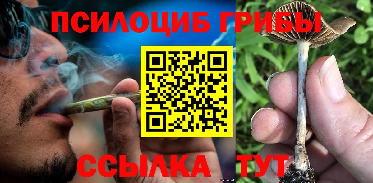Галлюциногенные грибы Psilocybine cubensis Мончегорск